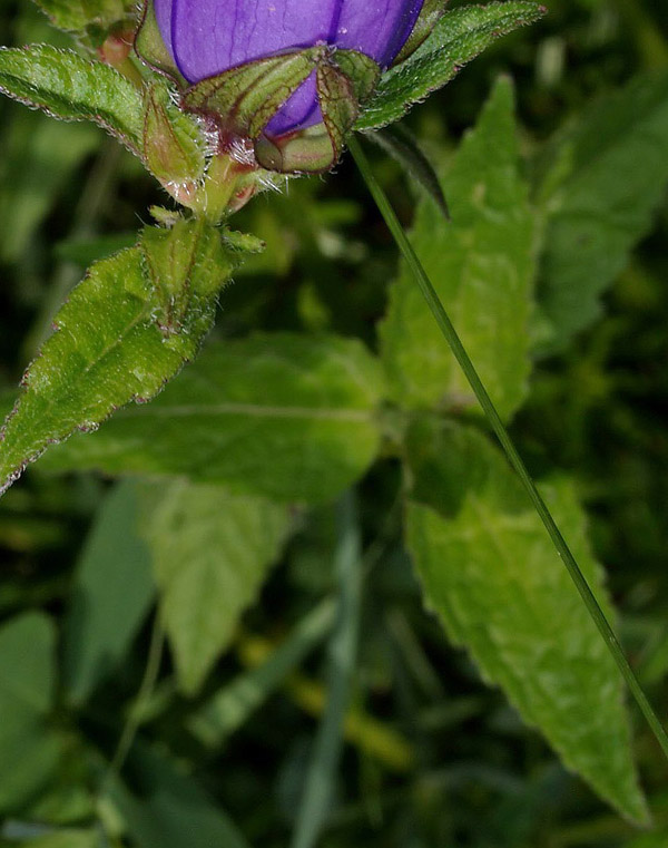 Lusus: Campanula cfr latifolia